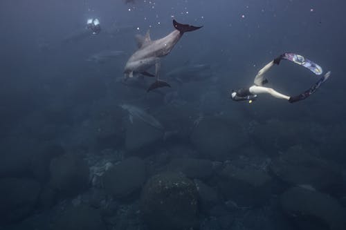 Woman Swimming with Dolphins Underwater 