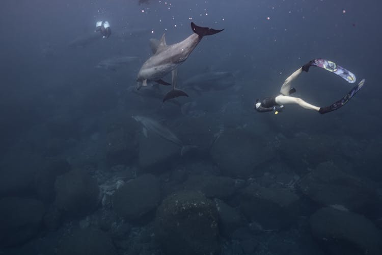 Woman Swimming With Dolphins Underwater 