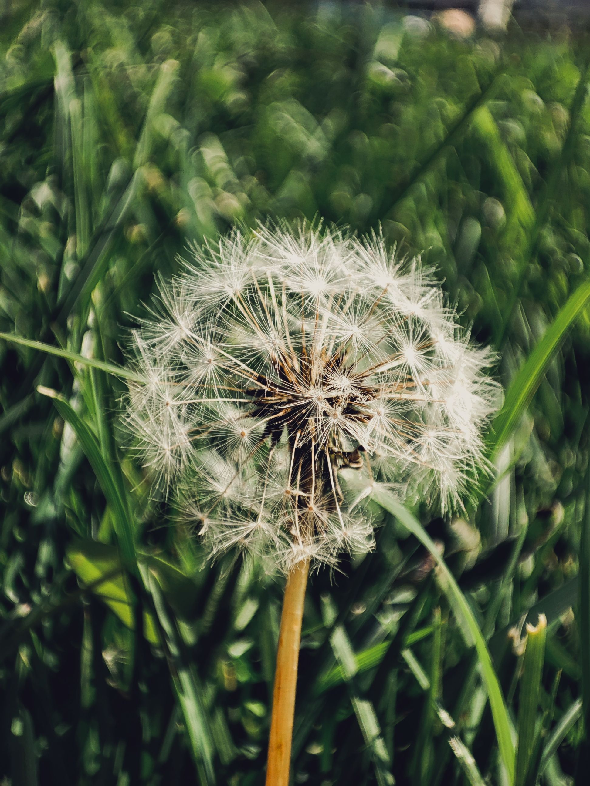 Photo of a Dandelion clock · Free Stock Photo