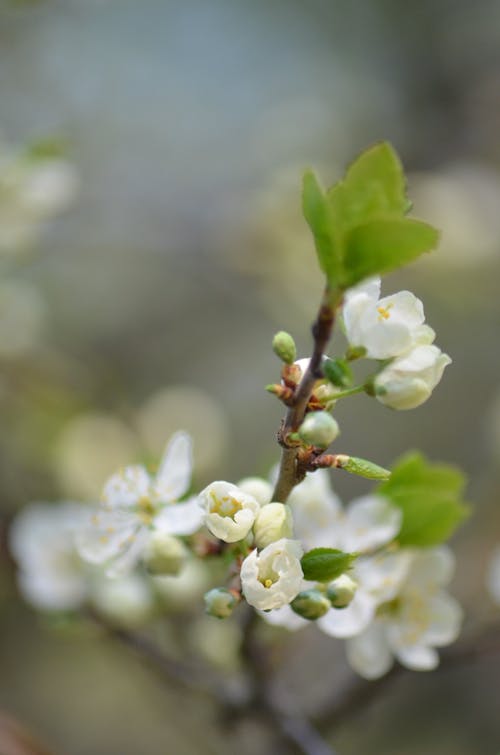 Základová fotografie zdarma na téma detail, flóra, jemný