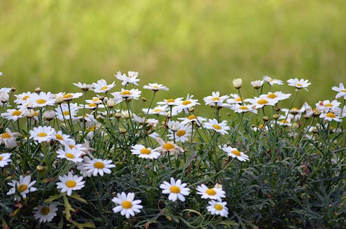 Immagine gratuita di avvicinamento, bocciolo, fiori