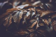 Brown Leaves