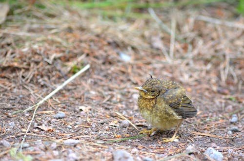 Gratis stockfoto met aarde, aviaire, beest