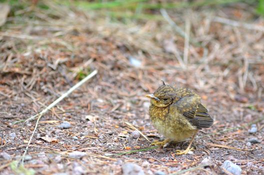 Close Up Photo of Bird on the Ground