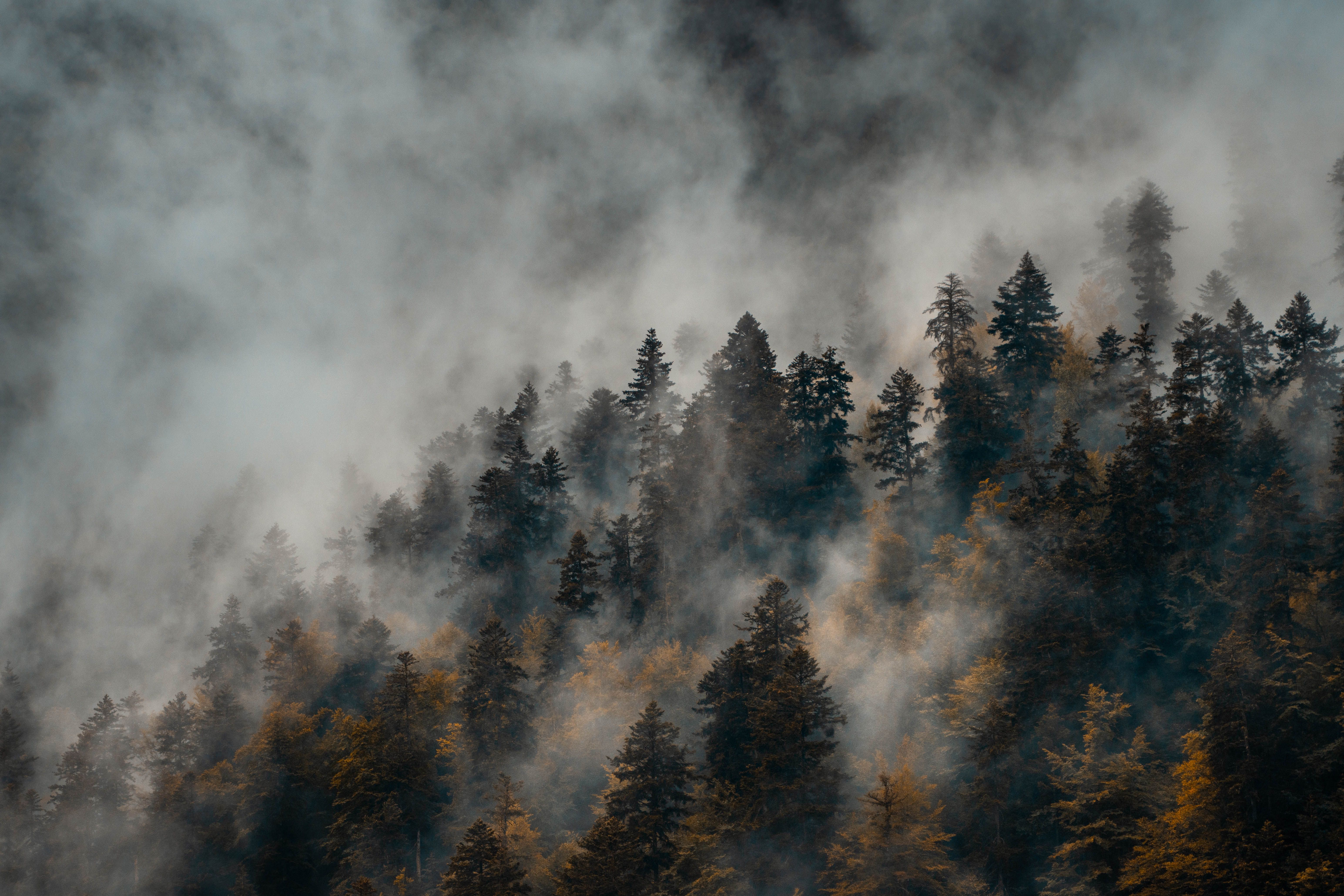 Photo of a Forest with Fog · Free Stock Photo