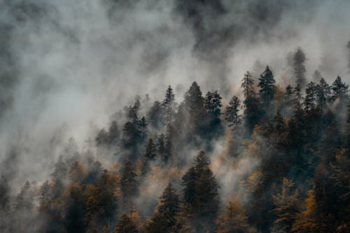 bezplatná Základová fotografie zdarma na téma les, mlha, počasí Základová fotografie