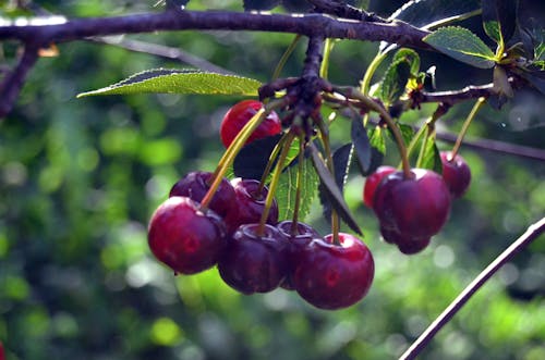 Immagine gratuita di appeso, avvicinamento, cibo