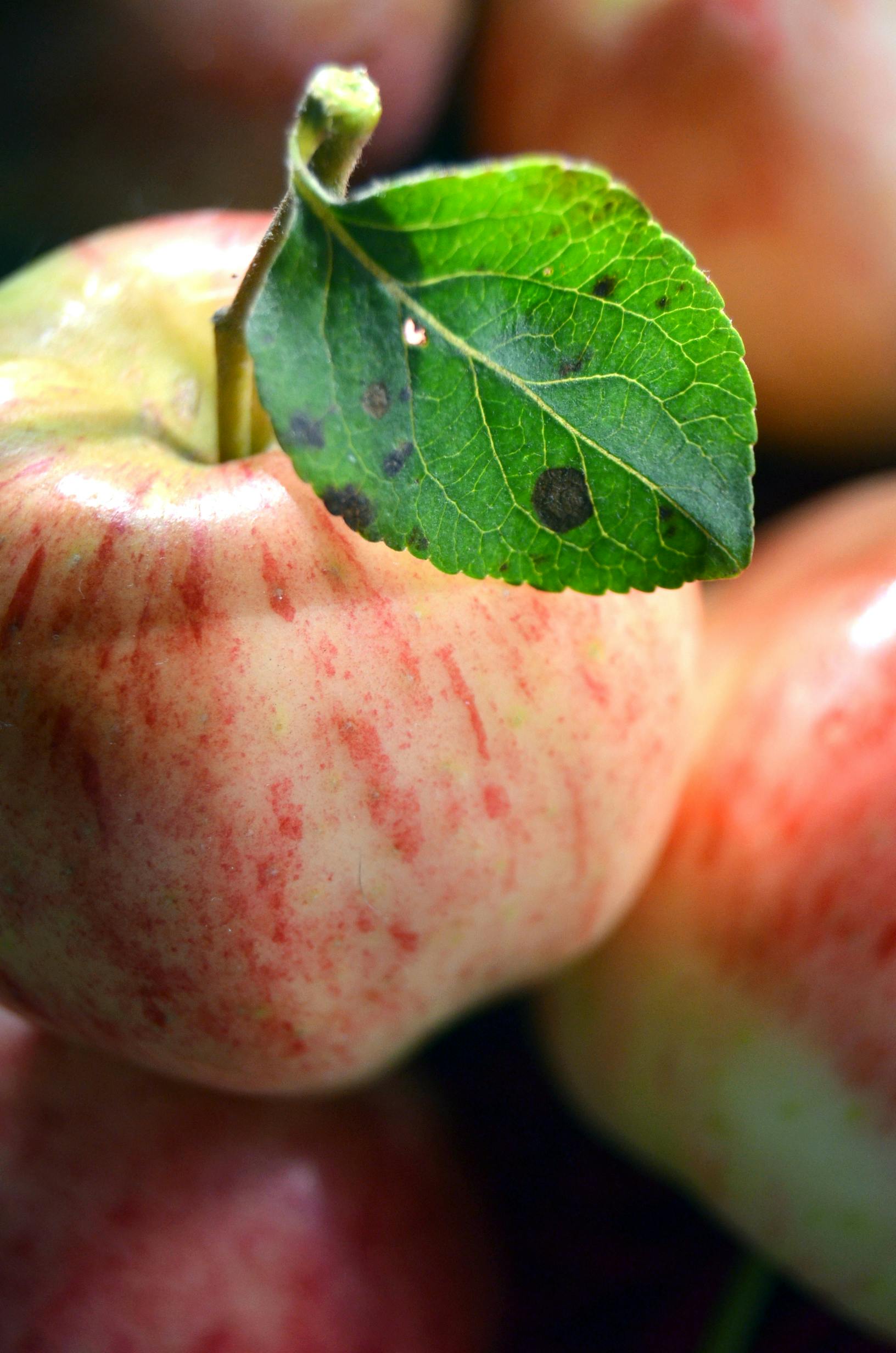 fresh apple with a stalk and green leaf