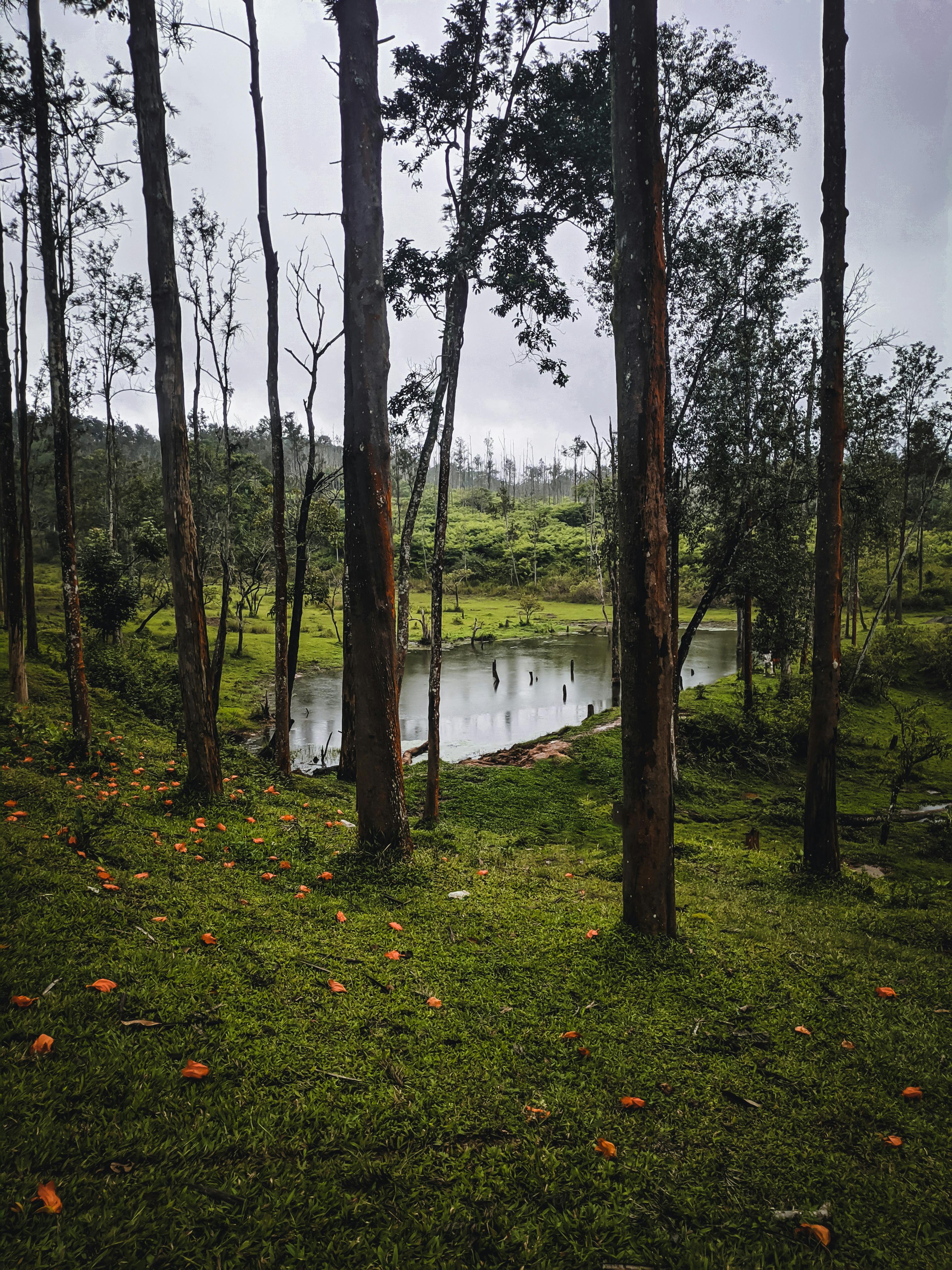 An idyllic view of a serene forest and lake surrounded by lush greenery.