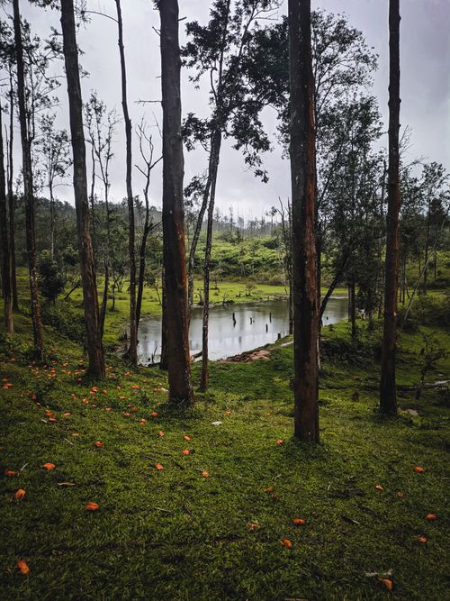Free An idyllic view of a serene forest and lake surrounded by lush greenery. Stock Photo