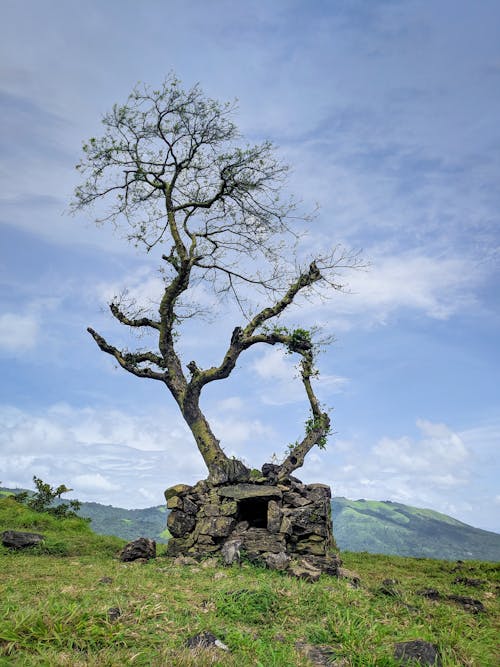 A Tree on a Rocks