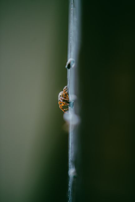 Close-up of a spider on its web against a blurred natural background, showcasing intricate details.