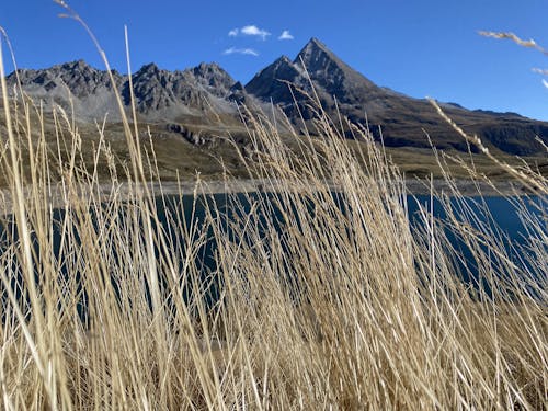 fili d'erba e lago di montagna