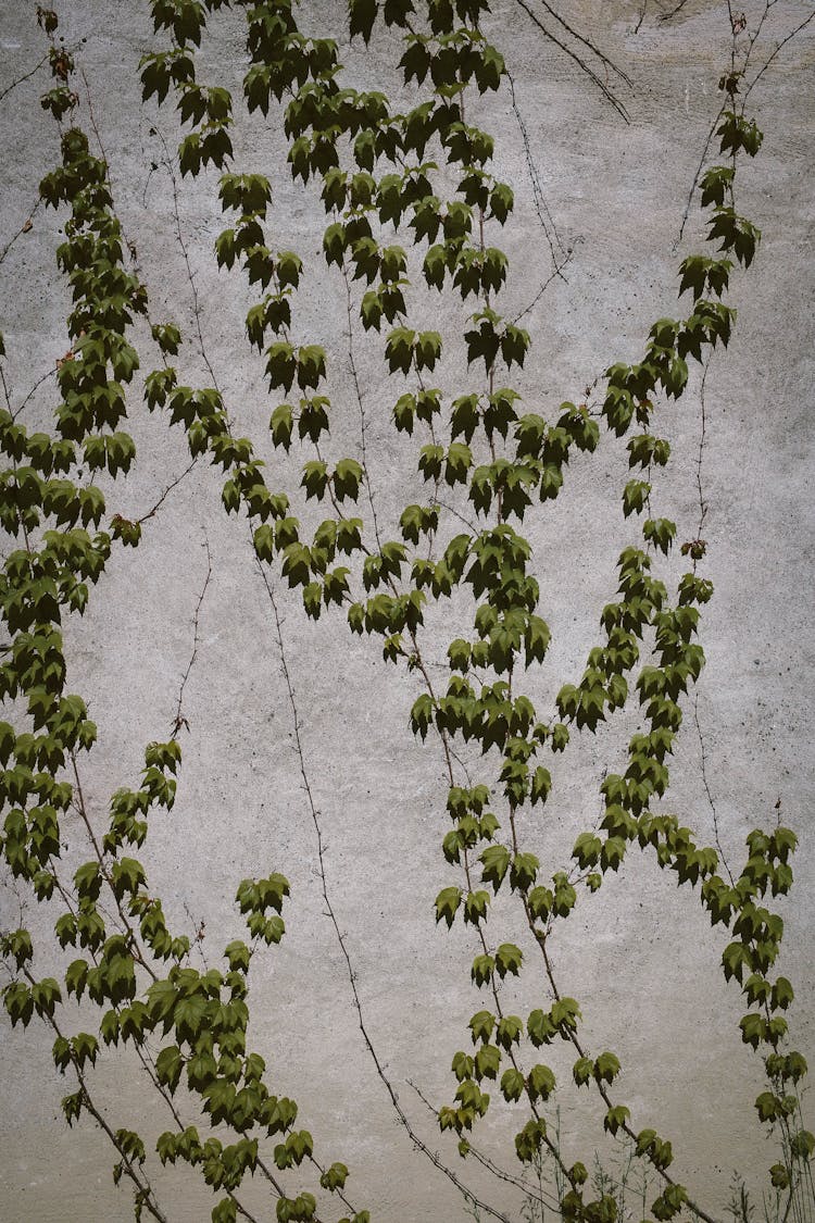 Ivy Plant Growing On Wall