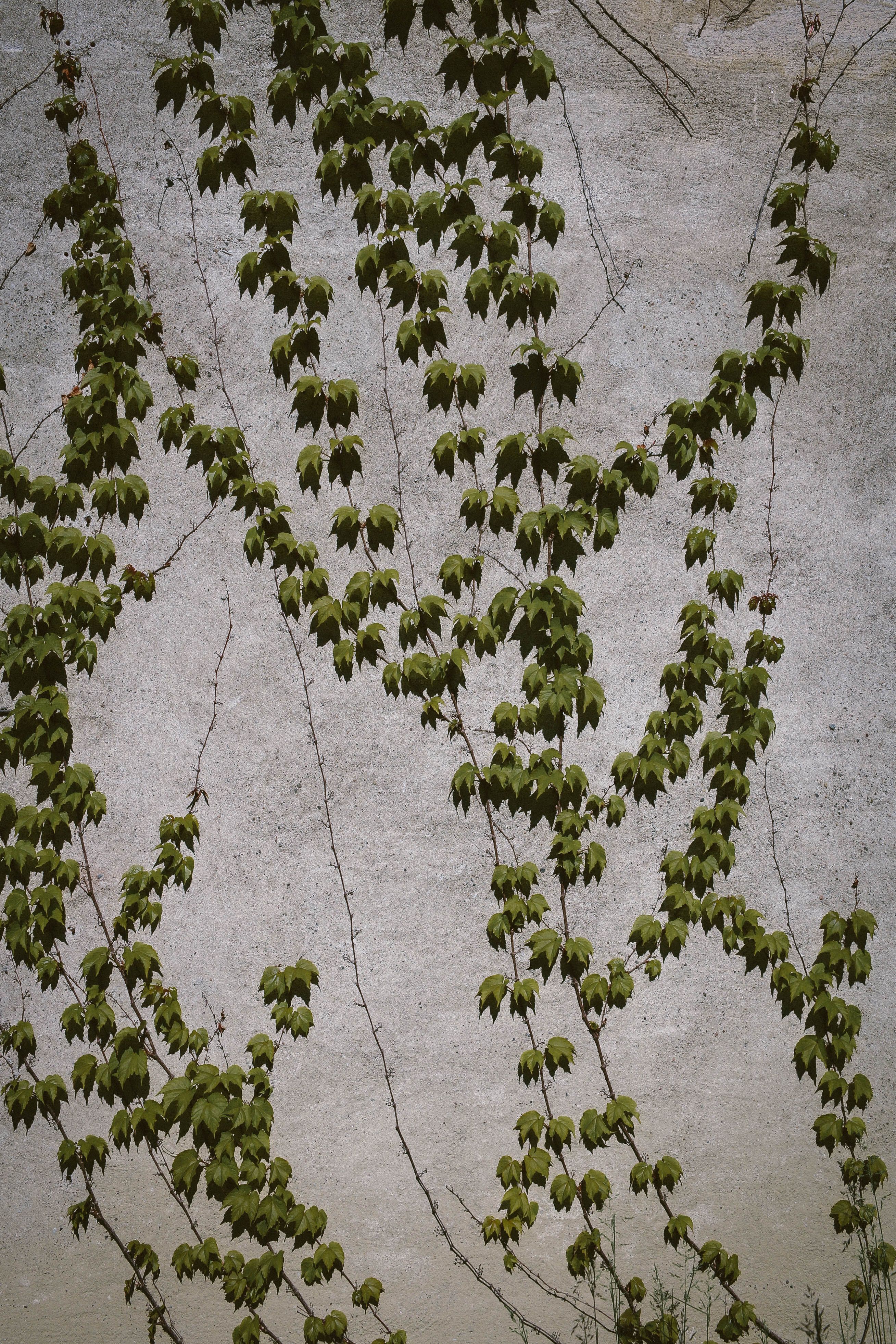 Ivy Plant Growing on Wall · Free Stock Photo
