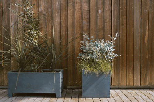 Green Plants in Gray Pot Beside Brown Wooden Wall
