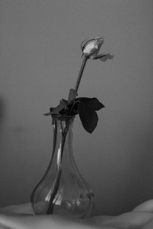 Free Rose in a Vase Stock Photo