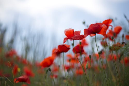 Red Poppy Flowers in Bloom