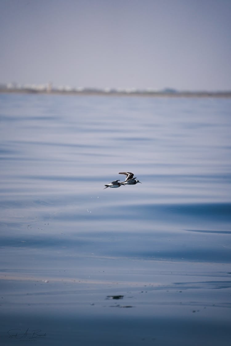 Close-Up Photo Of Birds Flying Over The Sea