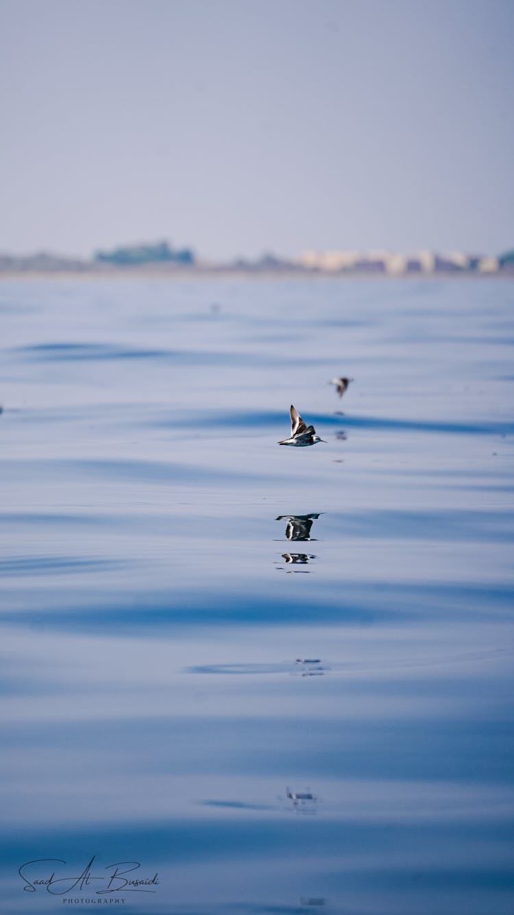 A Bird Flying Above Blue Water