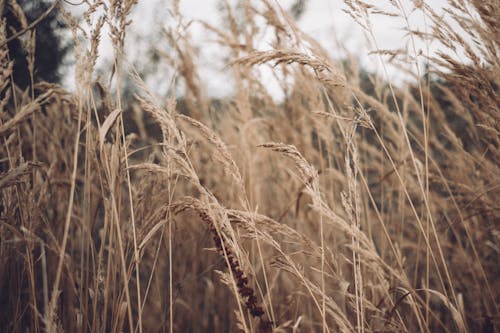 Close-up of Autumn Wheat Field