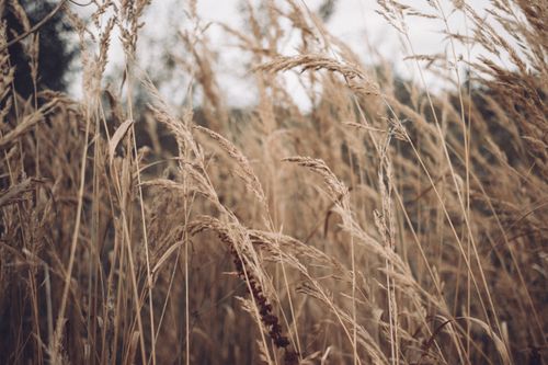 Free Close-up of golden wheat in a field during fall, capturing the essence of agriculture and nature. Stock Photo