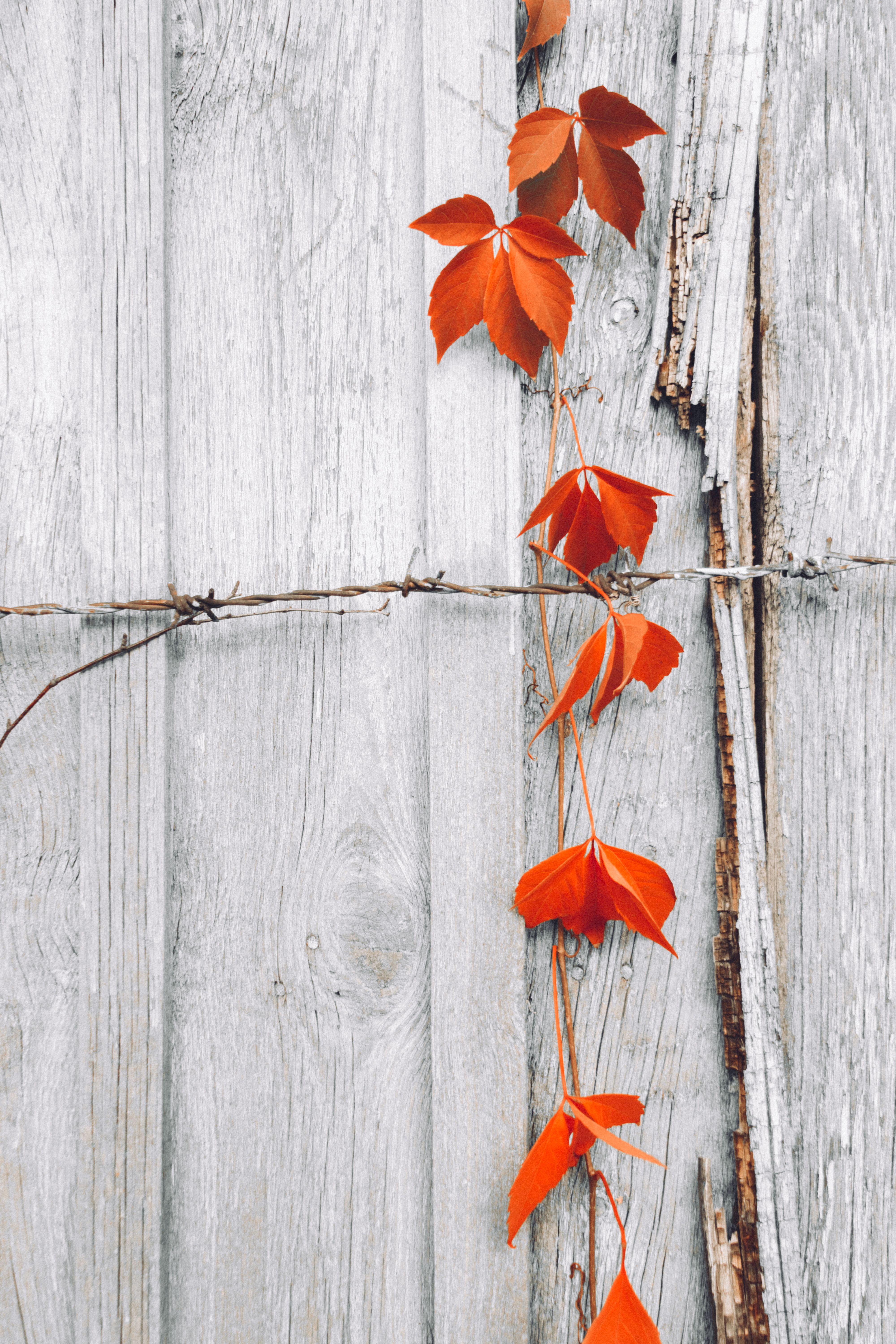 Orange leaves climb a barbed wire on a rustic white wooden fence, creating a stark contrast.