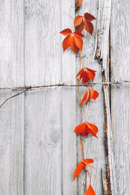 Orange leaves climb a barbed wire on a rustic white wooden fence, creating a stark contrast.
