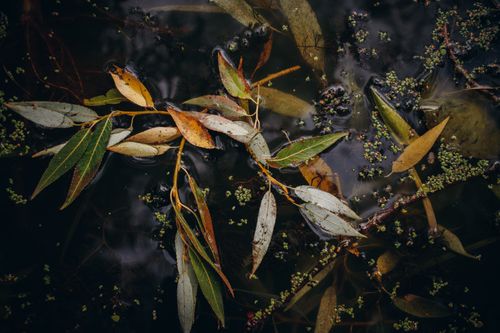 Free An artistic close-up of autumn leaves floating in a dark pond, showcasing nature's serene beauty. Stock Photo