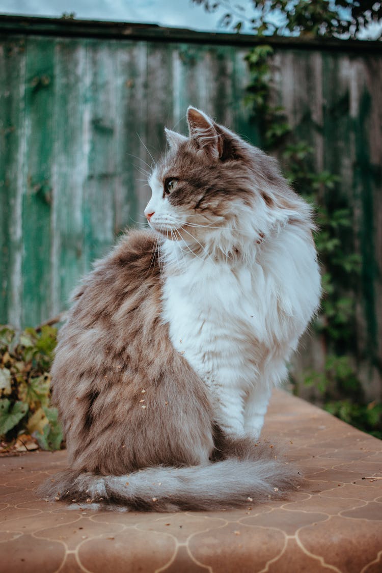 Photo Of A Norwegian Forest Cat