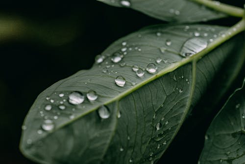 Close-Up Photo of a Green Leaf with Water Droplets