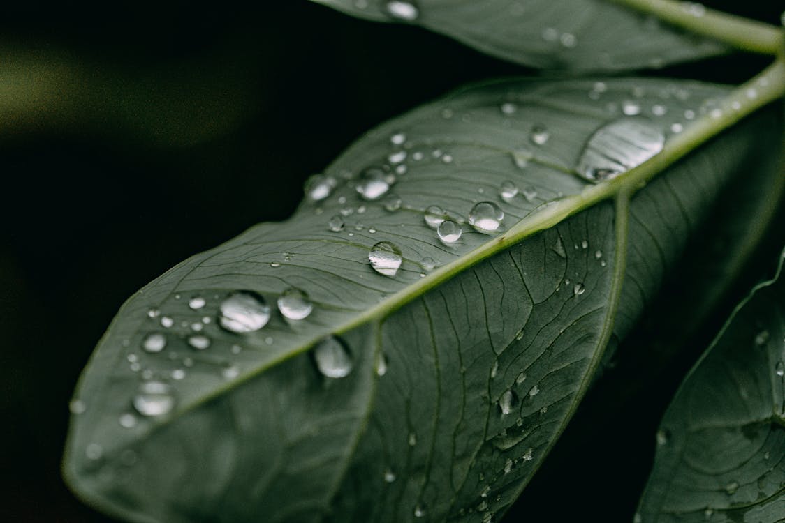 Close-Up Photo of a Green Leaf with Water Droplets