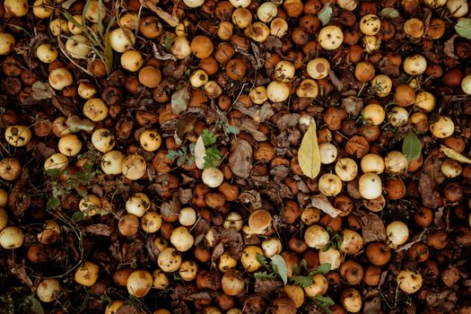 Pile of Rotting Apples Lying on Ground