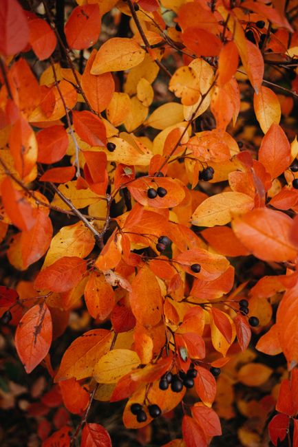 A vibrant photo of orange and yellow autumn leaves with black berries, evocative of the fall season.