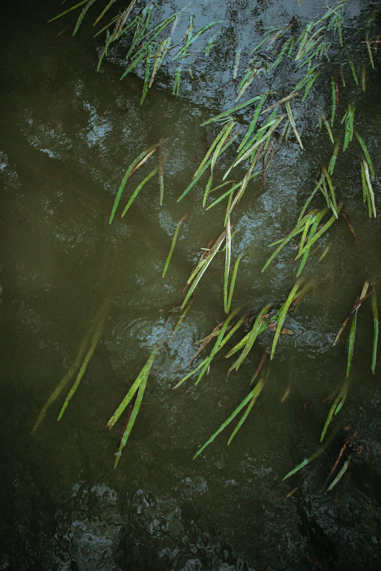 Leaves On And Fish In Water 