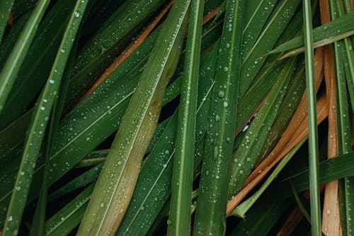 Fotos de stock gratuitas de de cerca, gotitas de agua, hojas