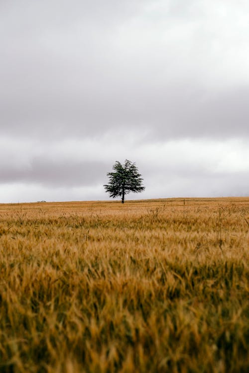 Tree in the Middle of a Field