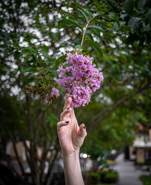 Kostnadsfri bild av blommor, Crepe-Myrtle, delikat