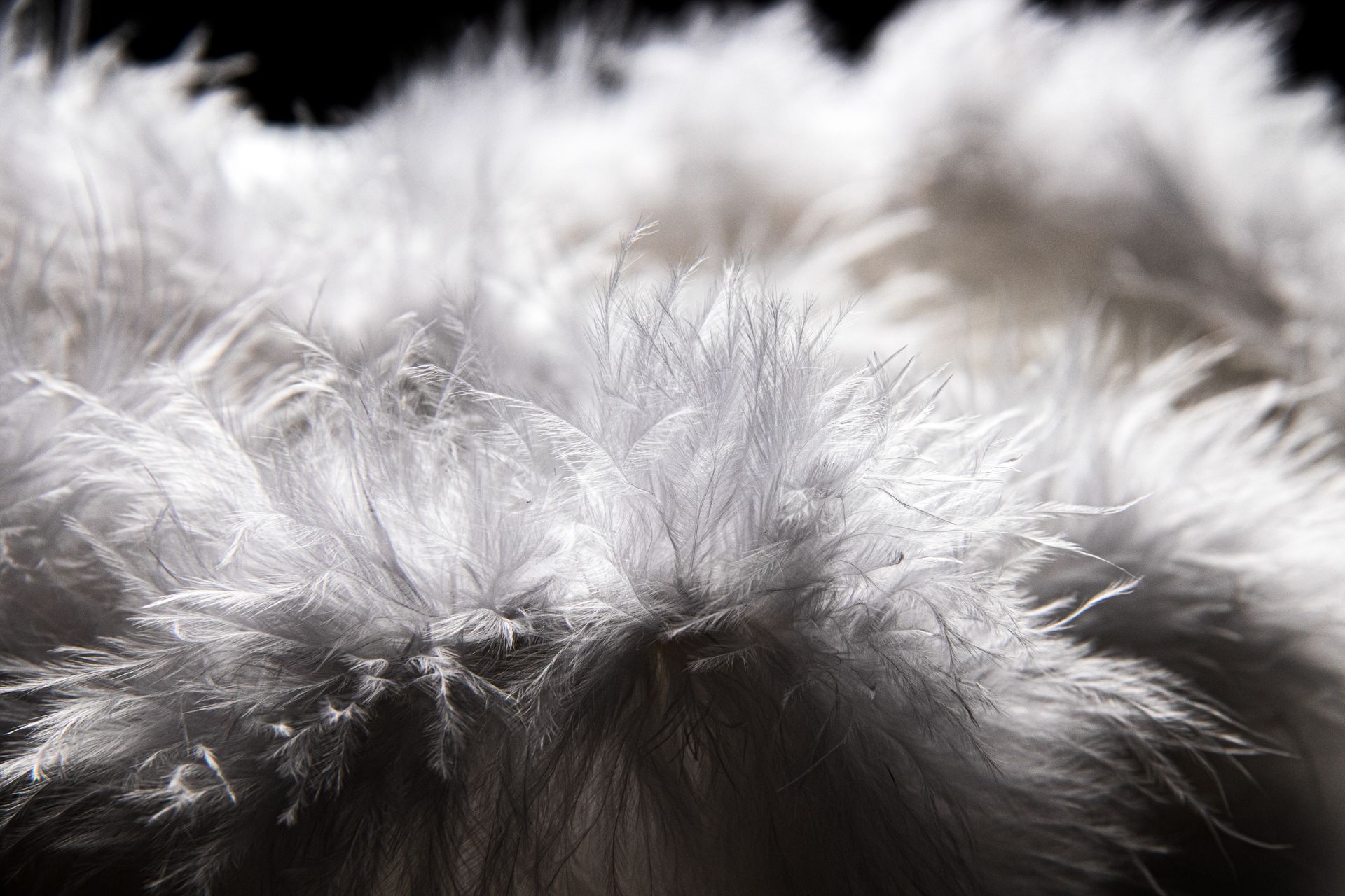 Detailed close-up of soft white feathers showcasing their texture and light play.