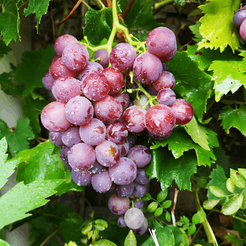 Grape harvest