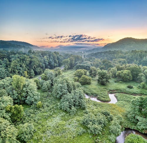 Immagine gratuita di alba, alberi verdi, ambiente