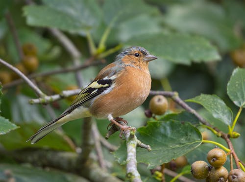 Close-Up Photograph of a Chaffinch Bird