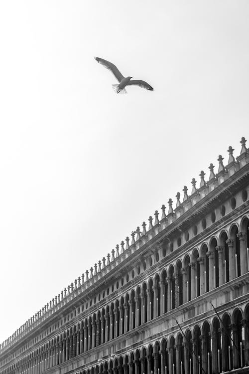 Seagull Flying over Arcade in Venice