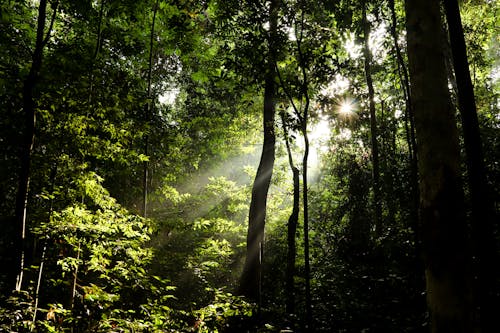 Immagine gratuita di alberi, boschi, esterno