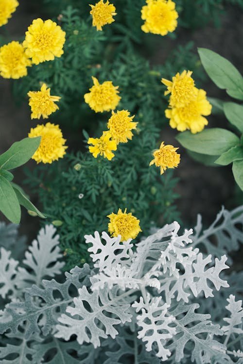 Marigold Flowers and Silver Ragwort