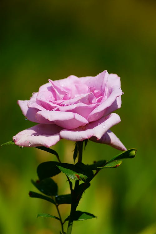 Foto d'estoc gratuïta de delicat, flor, flora