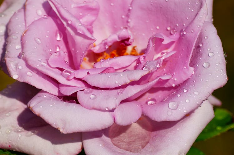 Close Up Of A Rose 