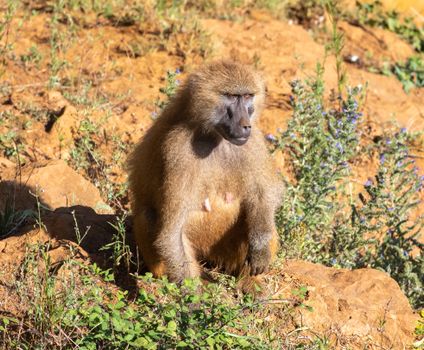 A Baboon Sitting Near Wild Plants while Looking Afar