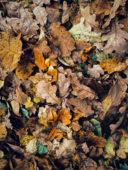 Vibrant autumn leaves in various shades create a natural pattern on the ground.