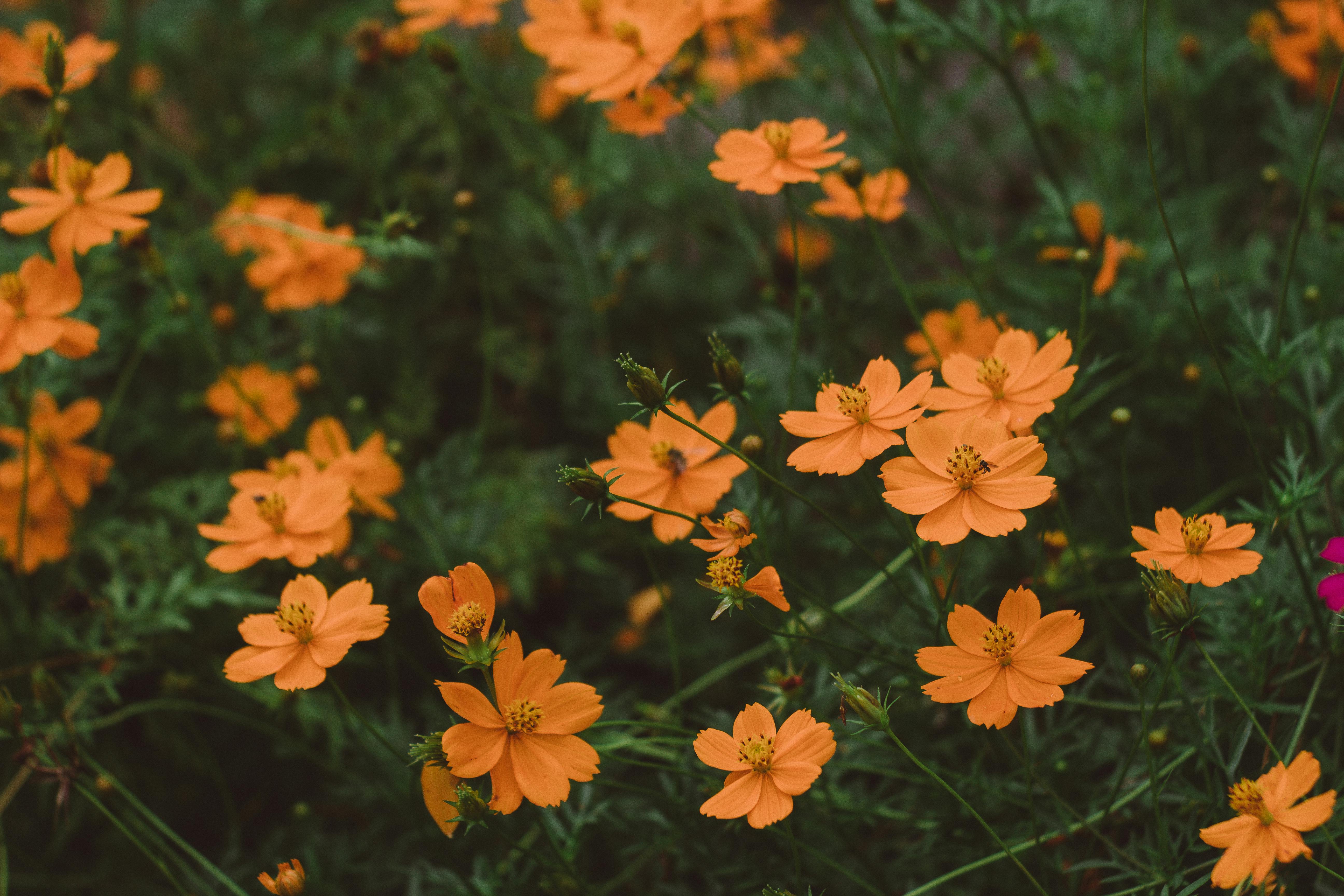Captivating close-up of orange sulfur cosmos flowers in full bloom in Casacara, Colombia.
